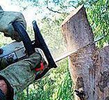 How Our Tree Care Process Works  in  Palestine, IL