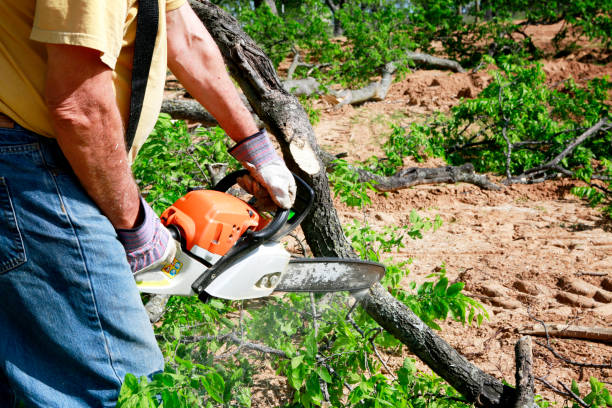 Best Lawn Drainage Solutions  in Palestine, IL